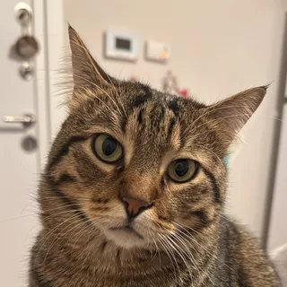 Kokorec, our cat